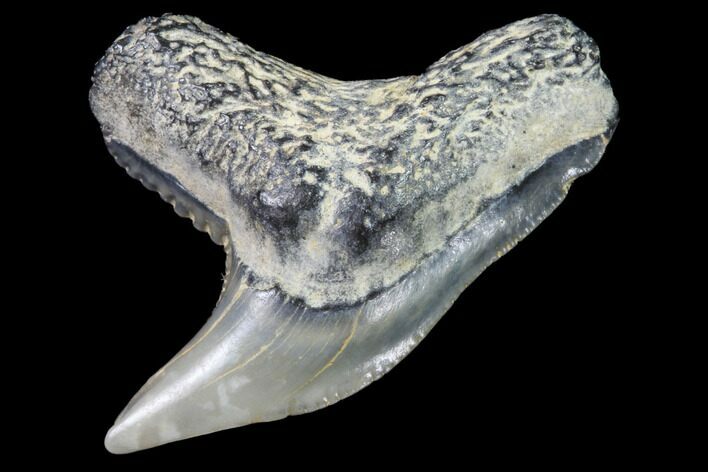 Colorful Fossil Tiger Shark (Galeocerdo) Tooth - Virginia #91841